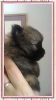CHIOT